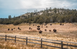 C:\Users\ADMIN\Desktop\gorgeous-buffalo-farm-near-zion-national-park-utah-united-states_242111-3269.jpg